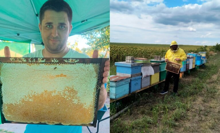 Povestea tânărului, absolvent al USV Iași, care a proiectat un cântar inteligent pentru stupina proprie: de la mure și zmeură la albine