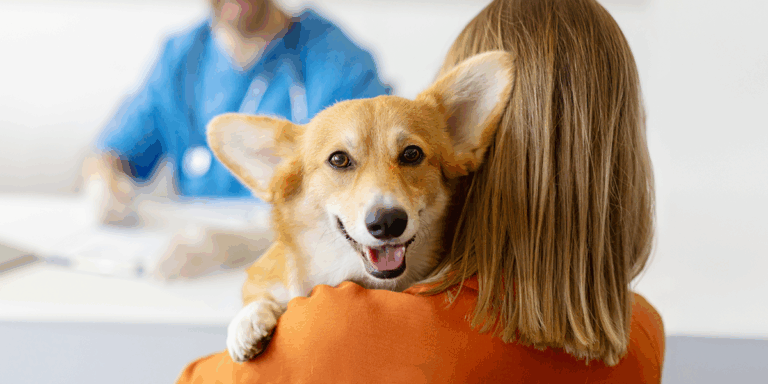 Protocol de triaj medical pentru preluarea urgențelor veterinare, la Arcadia Vet