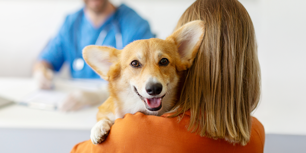Protocol de triaj medical pentru preluarea urgențelor veterinare, la Arcadia Vet