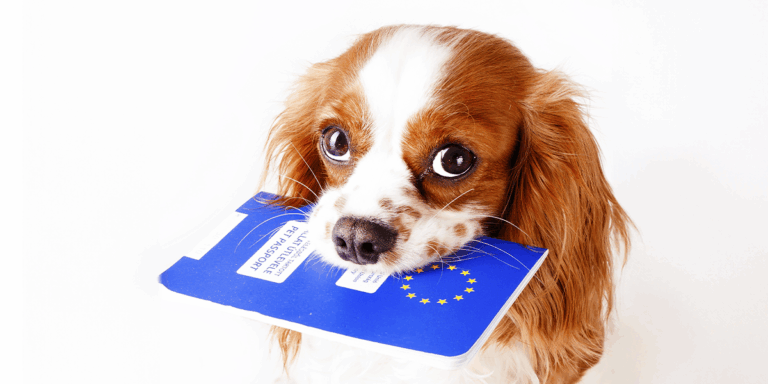 Ce conține un pașaport de animale de companie, cum se obține și pentru ce este necesar?