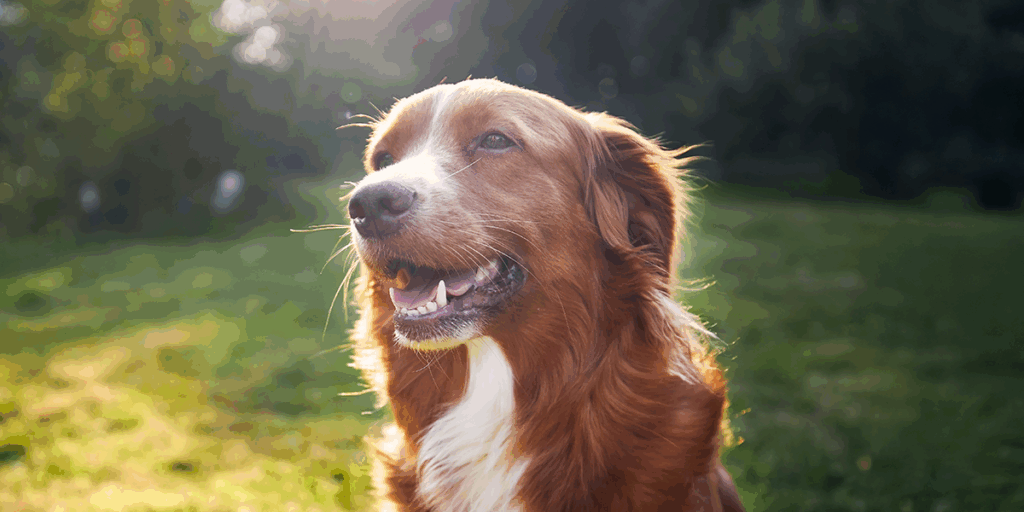  Cum îți protejezi câinele de caniculă?