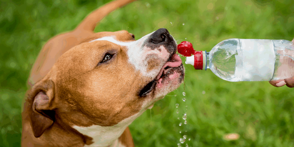  Cât de importantă este hidratarea pentru animalele de companie?