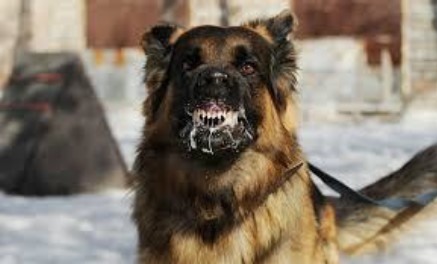  Câini turbați pe străzi, la Iași: de la începutul anului au fost înregistrate patru focare de rabie. Ultimul caz vaccinat: un bărbat de 47 de ani angajat al societății Salubris