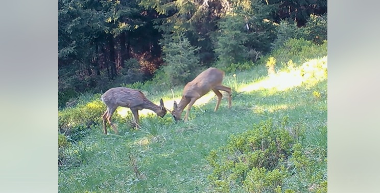 Căpriori jucăuși, surprinși în inima Parcului Național Retezat/VIDEO