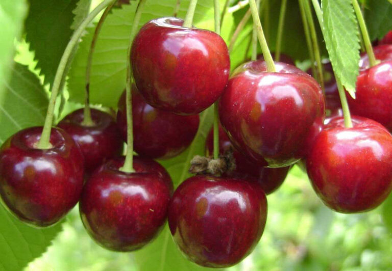 Ieșeanul care l-a chemat pe Dumnezeu în instanță lovește din nou. Vrea 60.000 lei daune după ce furtuna i-a pus la pământ cireșul din curte. Judecătorii și-au pus mâinile-n cap