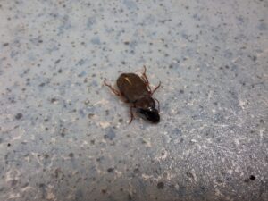 „Misterul” insectelor brune-închise, observate de ieșeni. Entomologul Alex Pintiloaie: Vara e maximul lor de activitate