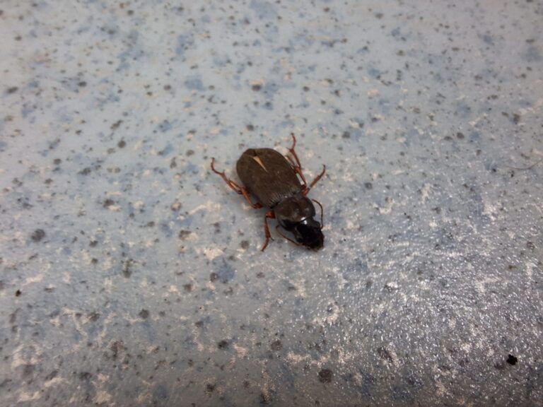 „Misterul” insectelor brune-închise, observate de ieșeni. Entomologul Alex Pintiloaie: Vara e maximul lor de activitate