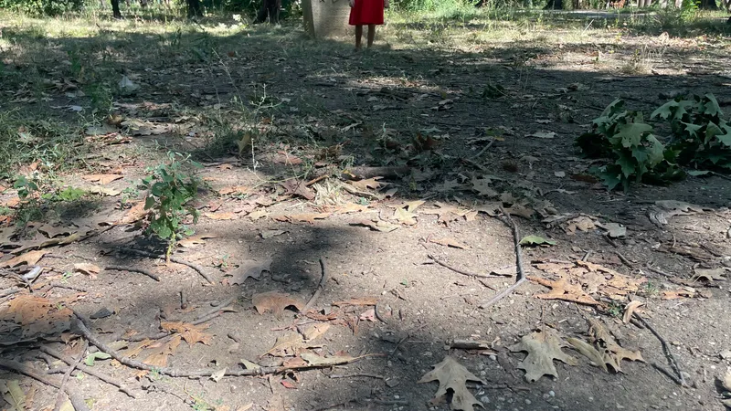  Primăria București cheltuiește zeci de milioane de euro pe întreținerea Parcului Herăstrău, un maidan prăfuit care pare abandonat