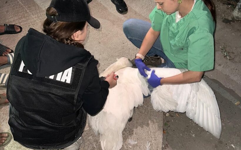 Ilfov: Două lebede albe, capturate din zona râului Argeş, salvate de poliţiştii de la Protecţia Animalelor