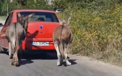 Anchetă a poliţiştilor de la Protecţia Animalelor Argeş, după ce o persoană a fost filmată în timp ce trăgea cu maşina doi măgari