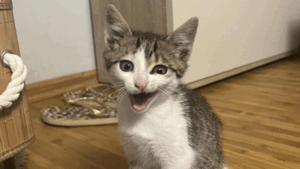 Iubitorii de feline sărbătoresc astăzi Ziua Internațională a Pisicii