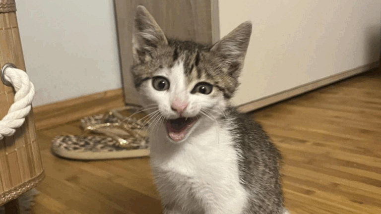 Iubitorii de feline sărbătoresc astăzi Ziua Internațională a Pisicii