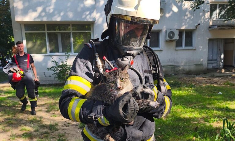 Pisică salvată de pompierii din Iași, dintr-un apartament care a luat foc