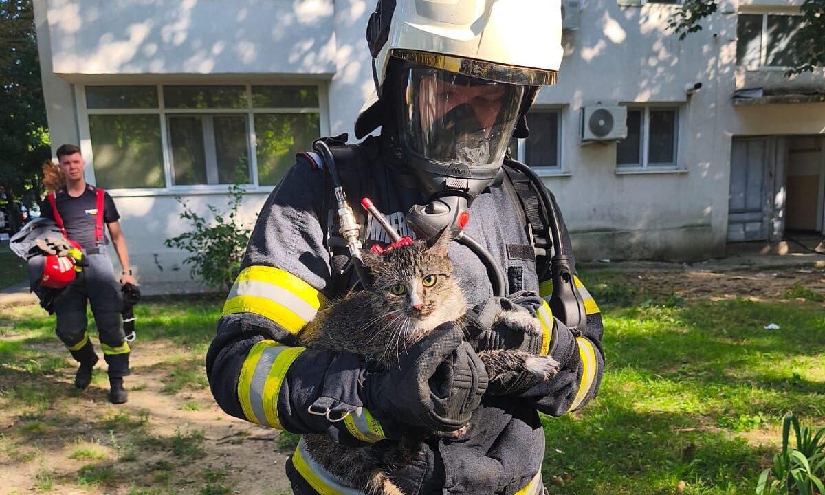 Pisică salvată de pompierii din Iași, dintr-un apartament care a luat foc