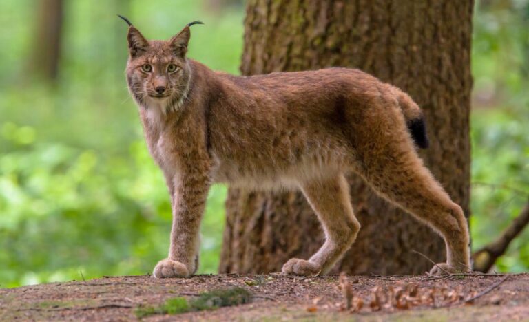 Un bărbat din Iaşi a luat cu el în vizită la rudele din Fălticeni un râs, care a fugit pe străzile oraşului