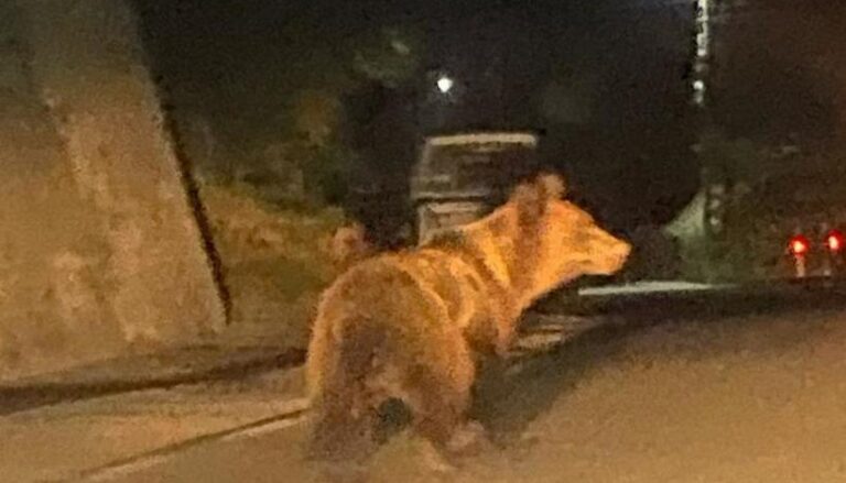 Vâlcea: Mai multe intervenţii ale Jandarmeriei, în trei zile, după ce urşii şi-au făcut apariţia în localităţi