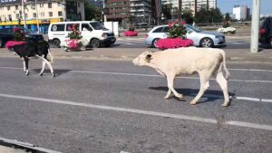 VIDEO | Două vaci, surprinse la plimbare prin Iași. Imagini „inedite” în zona Podu Roș