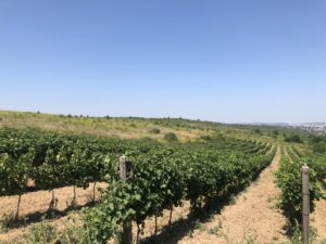 Șocurile climatice afectează producția globală de vin în 2025, România raportează creștere anuală