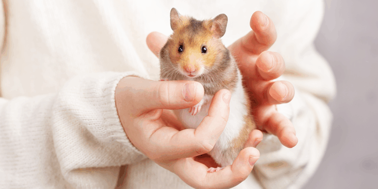 Cum se îngrijește corect un hamster: sfaturi importante de urmat