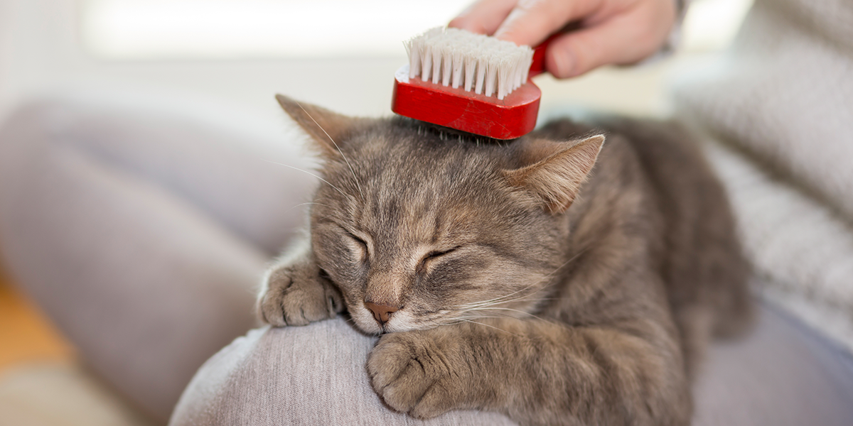 Năpârlirea la câini și pisici: când trebuie să te îngrijorezi?