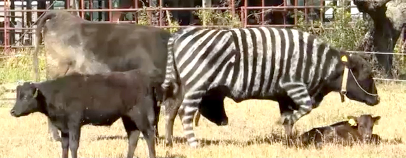 Premiul IgNobel pentru japonezii care au vopsit vacile ca zebrele