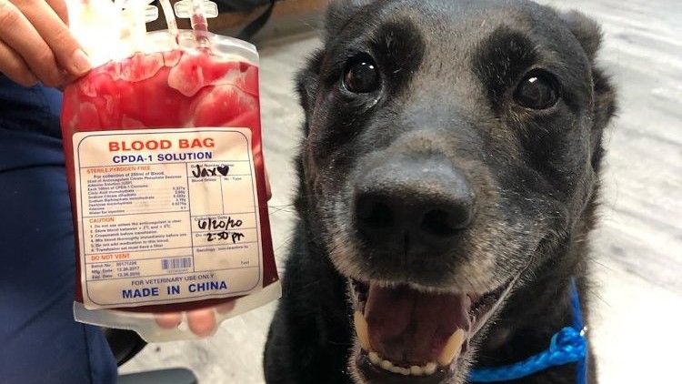 Patrupezii, chemați să salveze alți câini. Facultatea de Medicină Veterinară din Iași caută donatori de sânge