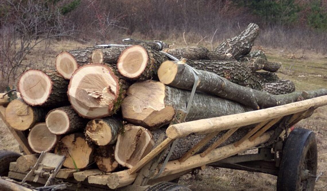 Cum l-a ajutat TVA-ul pe un hoț de lemne din Iași să scape de condamnare și să se aleagă doar cu o amendă minimă