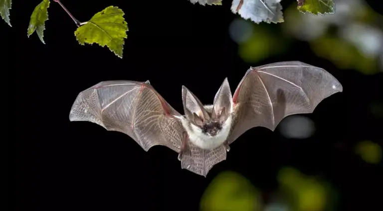 Sezonul migrației liliecilor - Cum au devenit blocurile anvelopate din Iași adăposturile perfecte