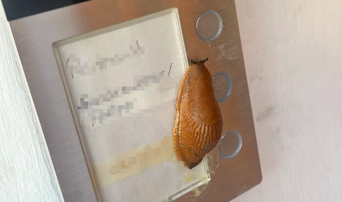 A fost găsit farsorul care a chinuit locuitorii unui bloc din Germania: era un melc