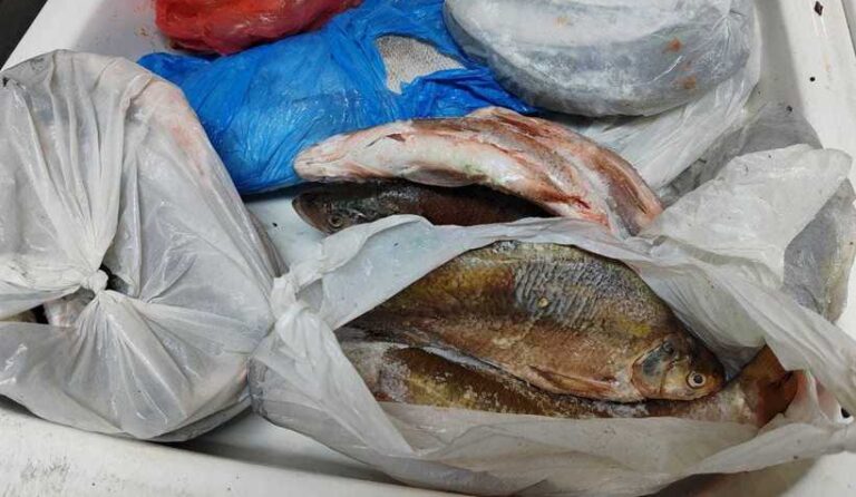 Brăila: Şase ambarcaţiuni de pescuit, 12 motoare şi ustensile de pescuit, confiscate în urma a 17 percheziţii