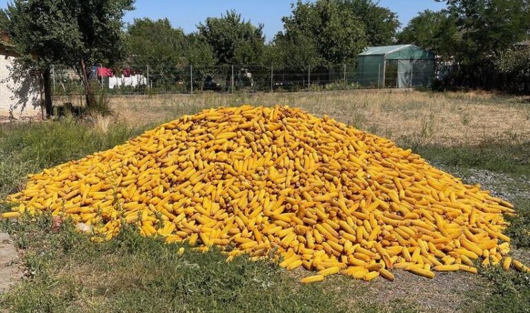 7 hectare de porumb furate de hoți de la o firmă agricolă din Călăraşi 