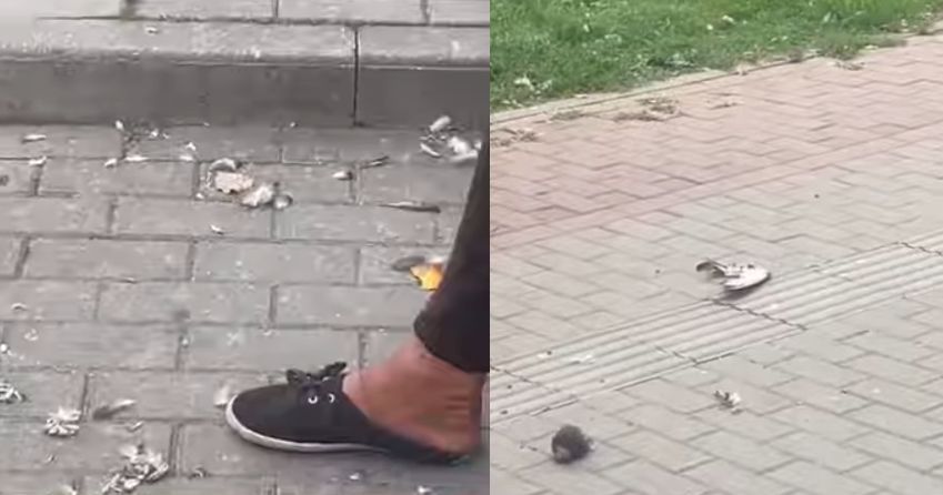 Ce a pățit femeia care a ucis și a mâncat un porumbel în centrul Iașului