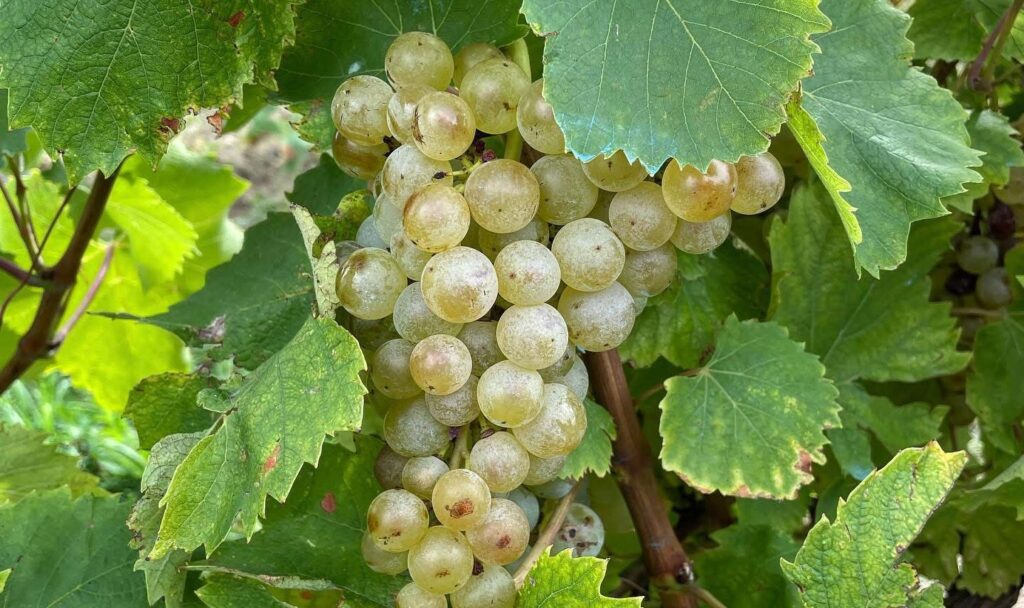  Cum vor fi producția și vinul toamna asta? Forfotă mare în podgoriile din Iași: viile sunt în plină campanie de recoltare, cramele încep să fiarbă de activitate