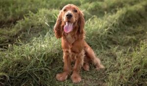 Cum să ai grijă de un Cocker Spaniel (P)