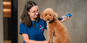 Servicii profesionale de grooming și spa pentru câinele tău, la Spitalul veterinar Arcadia Vet