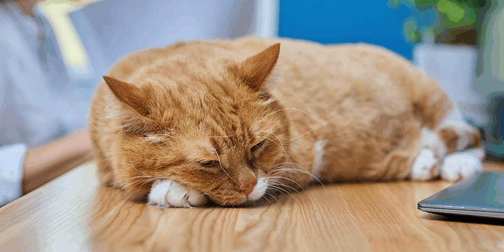  Intoxicația cu permetrină la pisici: de ce este atât de periculoasă?