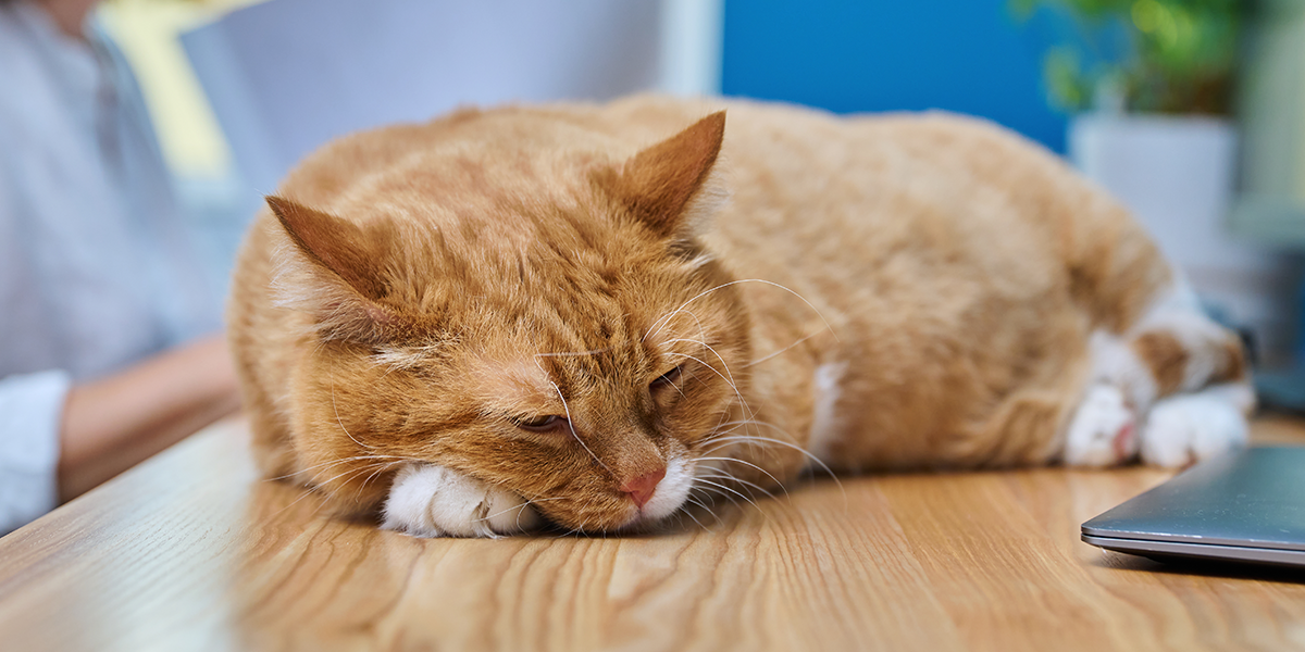 Intoxicația cu permetrină la pisici: de ce este atât de periculoasă?