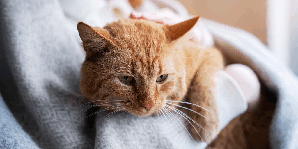  Răcesc pisicile? Tot ce trebuie să știi despre rinotraheita virală felină