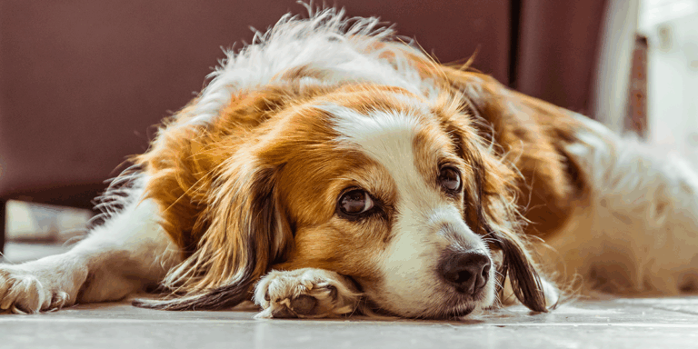 Intoxicația cu raticide la câini: o urgență veterinară care necesită intervenție imediată