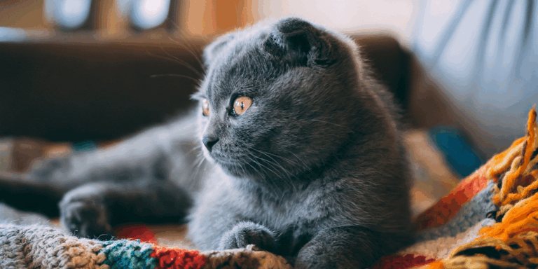 Osteocondrodisplazia la pisica Scottish Fold: diagnostic, tratament și opțiuni moderne de terapie