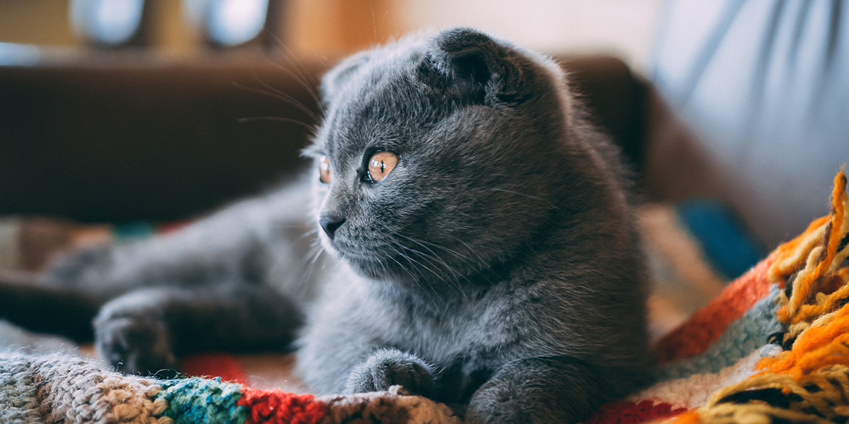 Osteocondrodisplazia la pisica Scottish Fold: diagnostic, tratament și opțiuni moderne de terapie