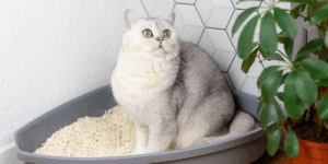 Pisica urinează în afara litierei? Află când trebuie să programezi o consultație de comportament la Arcadia Vet