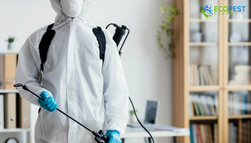  De ce să colaborezi cu o firmă de dezinsecție din Iași. Descoperă despre ce e vorba (P)