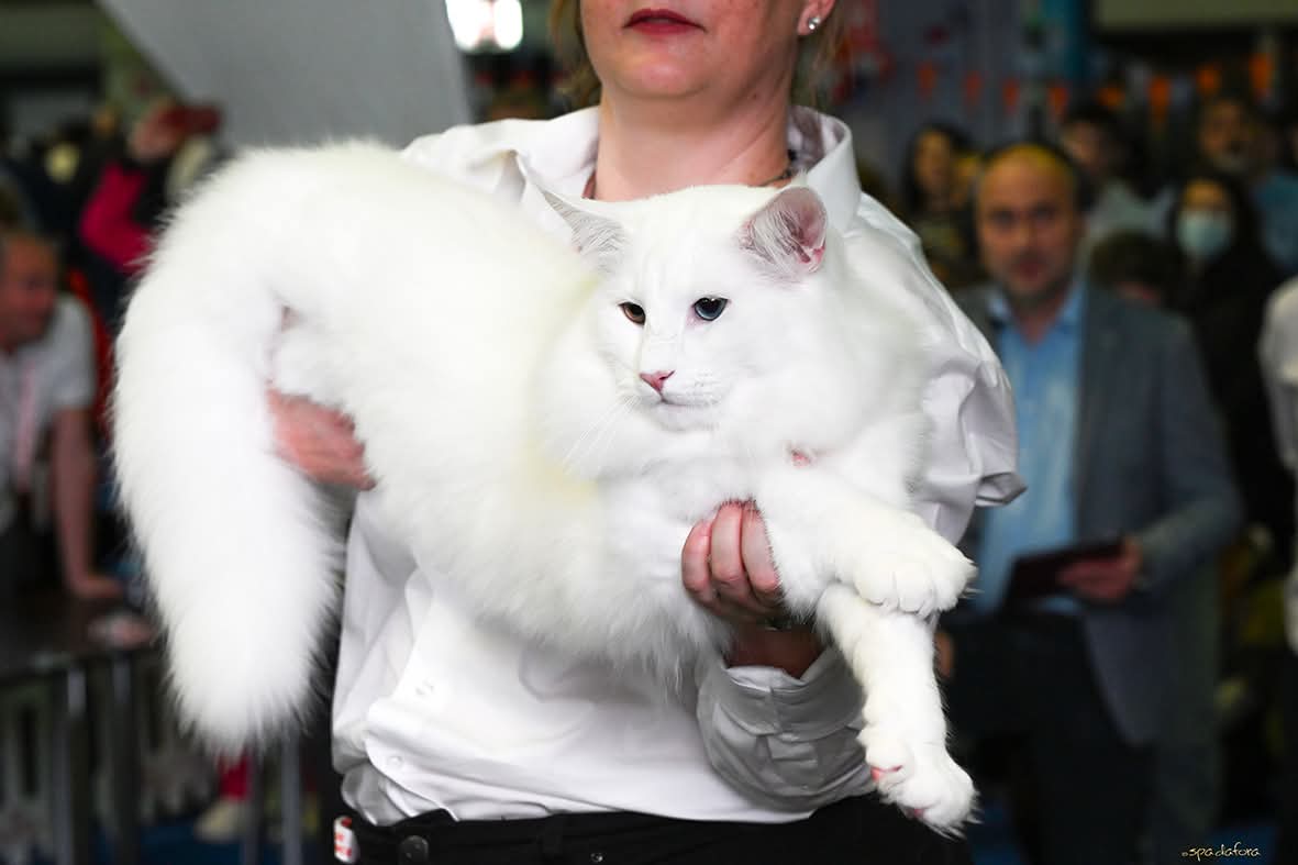 Trei pisici din România, desemnate cele mai frumoase din lume în 2025