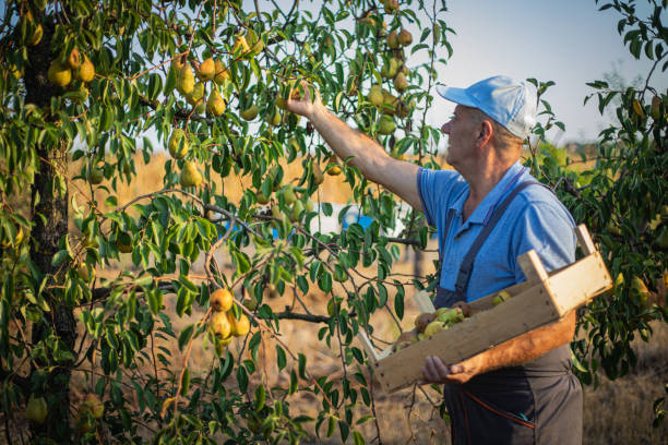  Salarii de 12.000 de lei brut lunar pentru culegătorii de pere, în Olanda