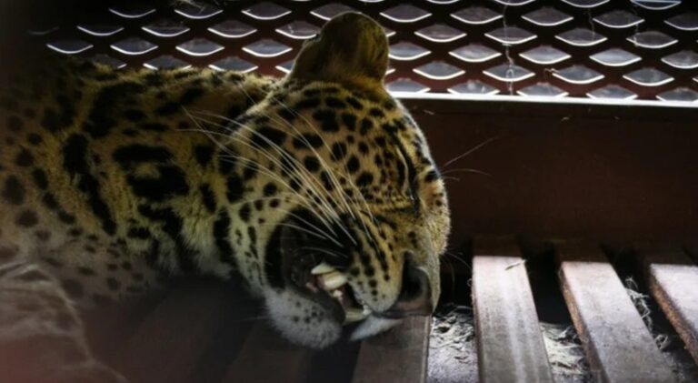 Un leopard a fost prins într-un hotel, în Indonezia