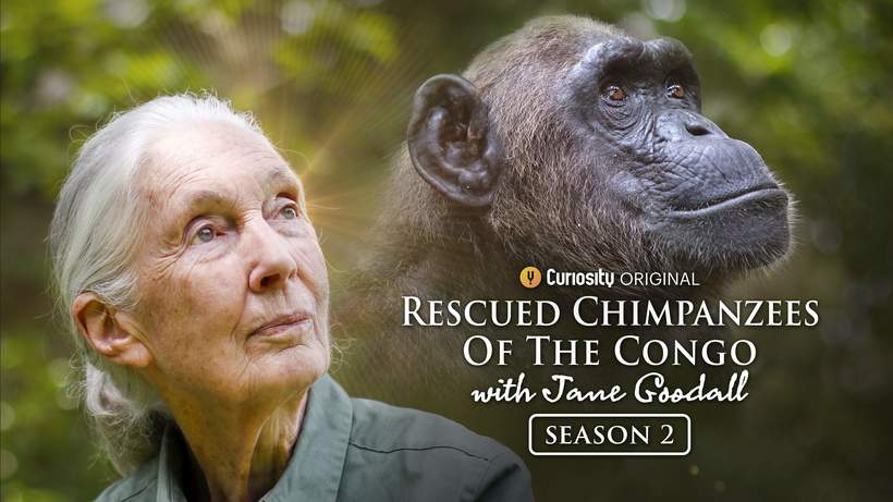  A murit Celebra cercetătoare Jane Goodall, pionieră în studiul aprofundat al cimpanzeilor şi apărătoare a vieţii sălbatice