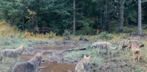 VIDEO/Spectacolul tăcut al naturii: o haită de lupi surprinsă în pădurile din Broșteni