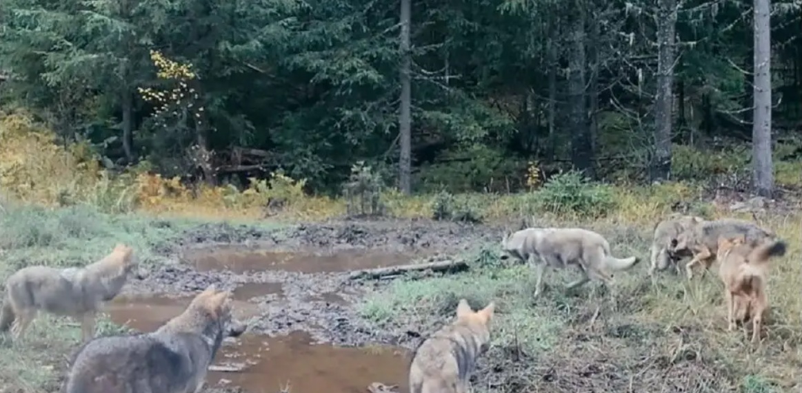  VIDEO/Spectacolul tăcut al naturii: o haită de lupi surprinsă în pădurile din Broșteni