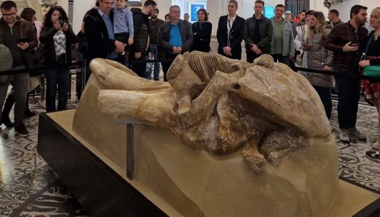 Unic în România! Craniul de Mammuthus trogontherii, descoperit la Holboca în anii '50, restaurat şi expus la Palatul Culturii din Iași
